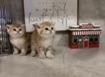 Lucky - British Shorthair Kitten For Sale - Clifton&comma; VA&comma; US
