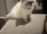 Lilly - Domestic Kitten For Sale - Ashburn&comma; VA&comma; US