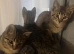 Sky - Domestic Kitten For Sale - Salesville&comma; OH&comma; US