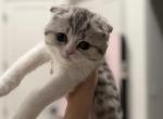 Skie - Scottish Fold Kitten For Sale - Longview&comma; TX&comma; US