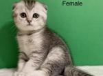 Litter X - Scottish Fold Kitten For Sale - Cathlamet&comma; WA&comma; US