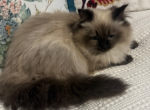 Rose - Himalayan Kitten For Sale - Midland&comma; NC&comma; US