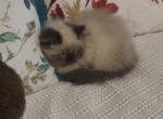 Jack - Himalayan Kitten For Sale - 