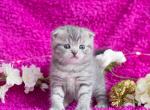 Mila - Scottish Fold Kitten For Sale - IL&comma; US