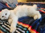 Divinity - Scottish Fold Kitten For Sale - 