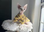 Happy - Devon Rex Kitten For Sale - CA&comma; US