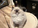 Lola - Ragdoll Kitten For Sale - San Diego&comma; CA&comma; US