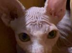 Kitters - Sphynx Kitten For Sale - Springtown&comma; TX&comma; US