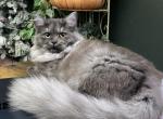 Black Smoke Male - Ragamuffin Cat For Sale - Salem&comma; OR&comma; US