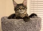 Dark brown tabby boy - Maine Coon Kitten For Sale - Chapel Hill&comma; NC&comma; US