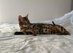 Peanut - Bengal Cat For Sale - Kansas City&comma; MO&comma; US