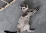 Zeus - Savannah Kitten For Sale - Universal City&comma; TX&comma; US