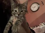 Kittens - Domestic Kitten For Sale - S Toms River&comma; NJ&comma; US