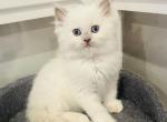 Noah - Ragdoll Kitten For Sale - Saint Clair&comma; MI&comma; US