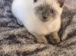 Snowy - Ragdoll Kitten For Sale - Phoenix&comma; AZ&comma; US