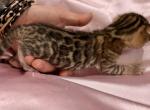 Brown female - Bengal Kitten For Sale - CO&comma; US