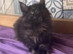 Superfluffs Star - Maine Coon Kitten For Sale - AL&comma; US