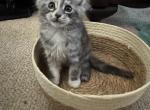 Gidget - Maine Coon Kitten For Sale - Bechtelsville&comma; PA&comma; US