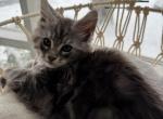 Dasher Polydactyl Male - Maine Coon Kitten For Sale - Bechtelsville&comma; PA&comma; US