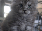 BLUE SMOKE MALE TABBY - Maine Coon Kitten For Sale - Perry&comma; FL&comma; US