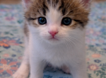 BI COLOR FEMALE - Maine Coon Kitten For Sale - Perry&comma; FL&comma; US