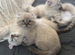 Highland Lynx snuggle bugs - Highlander Kitten For Sale - Ojai&comma; CA&comma; US