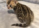 Brown Spotted Boy - Bengal Kitten For Sale - Norlina&comma; NC&comma; US