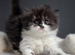 Ollie Bear - Scottish Fold Kitten For Sale - 