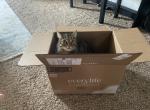 Willow - Domestic Cat For Adoption - College Station&comma; TX&comma; US
