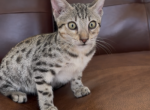 F 6 SAVANNAH KITTEN LITTER 4 - Savannah Kitten For Sale - CA&comma; US