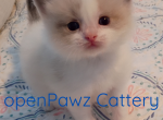 RemiKaterina - Ragdoll Kitten For Sale - Henderson&comma; NC&comma; US