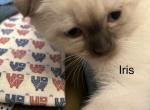 Iris Scottish fold Siamese - Scottish Fold Kitten For Sale - Arlington&comma; MN&comma; US
