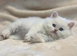 Leonardo Spring Litter F - Himalayan Kitten For Sale - Tampa&comma; FL&comma; US