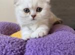 Tilly - Scottish Fold Kitten For Sale - Centennial&comma; CO&comma; US