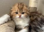 Gravy - Scottish Fold Kitten For Sale - Centennial&comma; CO&comma; US