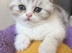 Ash - Scottish Fold Kitten For Sale - Centennial&comma; CO&comma; US