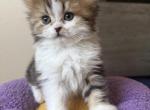 Cow - Scottish Straight Kitten For Sale - Centennial&comma; CO&comma; US