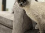 Bella - Scottish Fold Cat For Sale - Sedalia&comma; MO&comma; US