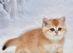 Viki Scottish - Scottish Straight Kitten For Sale - Empire State&comma; NY&comma; US