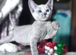 Russian Blue 1 16 - Russian Blue Kitten For Sale - Empire State&comma; NY&comma; US