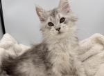 Phasma reserved - Maine Coon Kitten For Sale - Corwin&comma; OH&comma; US