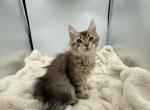 Rex - Maine Coon Kitten For Sale - Corwin&comma; OH&comma; US