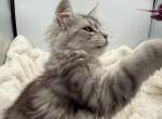 Leia - Maine Coon Kitten For Sale - Corwin&comma; OH&comma; US