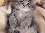 Sweet and smart kittens - Scottish Straight Kitten For Sale - Vancouver&comma; WA&comma; US
