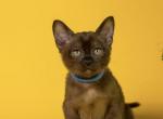 Leon - Burmese Kitten For Sale - Old Bridge&comma; NJ&comma; US