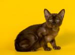 Lucky - Burmese Kitten For Sale - Old Bridge&comma; NJ&comma; US