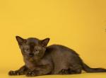 Lucy - Burmese Kitten For Sale - Old Bridge&comma; NJ&comma; US
