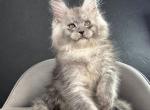 Russel - Maine Coon Kitten For Sale - Miami&comma; FL&comma; US