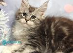 Amour Amour - Maine Coon Kitten For Sale - Miami&comma; FL&comma; US