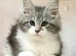 Anthony - Maine Coon Kitten For Sale - Miami&comma; FL&comma; US